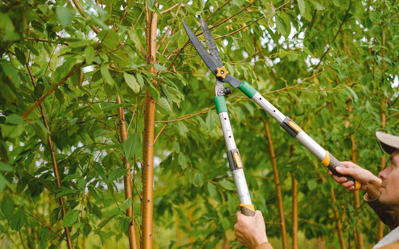 Tree trimming in Tulare, CA
